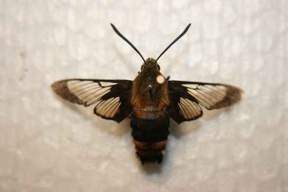 https://themillions.com/wp-content/uploads/2012/07/570moth.jpg