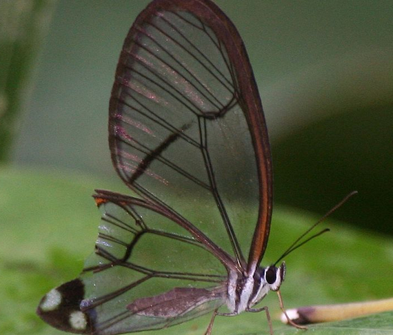 570_Clear Butterfly