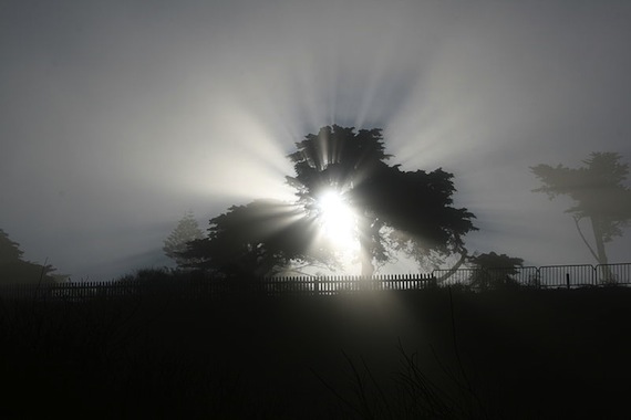 800px-Fog_shadow_of_a_tree-crepuscular_rays