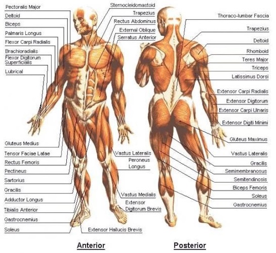 human_body-muscular